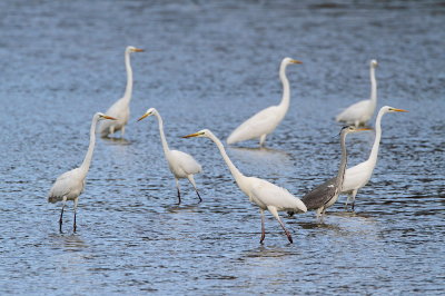 Great white egrets and grey heron velike bele čaplje in siva čaplja_MG_2717-111.jpg