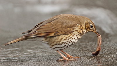 Song thrush Turdus philomelos cikovt_MG_2858-111.jpg