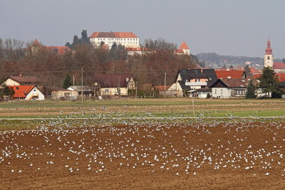 Gulls feeding on field galebi se hranijo na polju_MG_3902-111.jpg