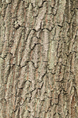 Bark of english oak lubje doba_MG_3774-11.jpg