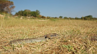 Balkan whip snake Hierophis gemonensis belica _MG_0098-111.jpg