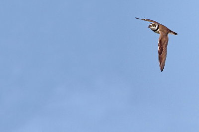 Little ringed plover Charadrius dubius mali deevnik_MG_4211-111.jpg