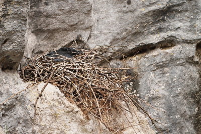 Raven nest krokarjevo gnezdo_MG_4702-111.jpg