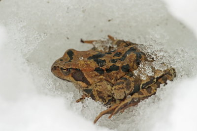 Common frog on snow sekulja na snegu_MG_45601-111.jpg