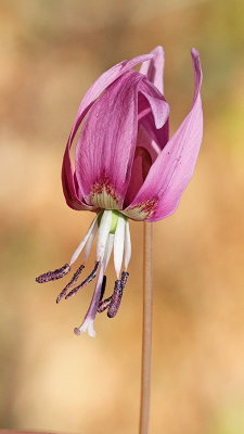 Dog's-Tooth violet Erythronium dens-canis pasji zob_MG_4427-1.jpg