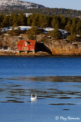 swans ~  Grimstadøya