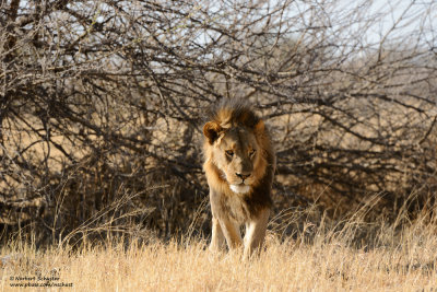 Male Savuti Lion