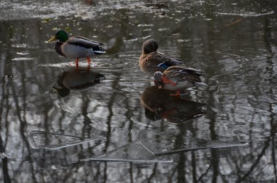 walking on thin ice