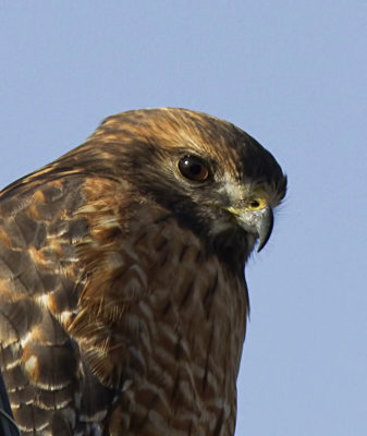 Red-shouldered Hawk