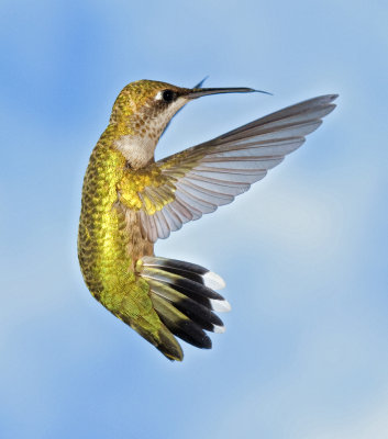 Hummingbirds 2011