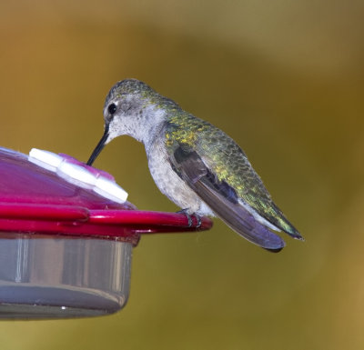 Black-chinned Hummingbird - Rare Arkansas Winter Visitor