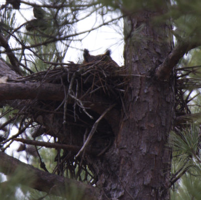 Not a great photo, but there is a Great Horned Owl on the old Red-tail Hawk nest at work.