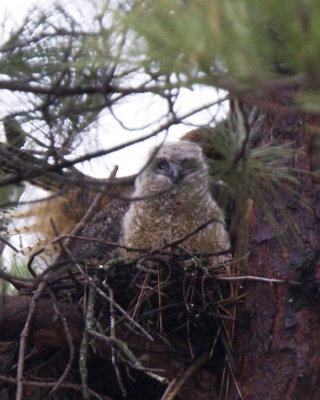 One of the two owlets at work. 