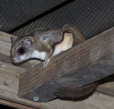 Flying squirrel in the rafters of my birdfeeder station at night.  