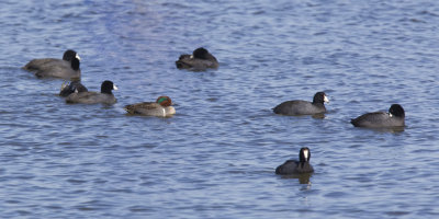 A Green-winged Teal with Coots.