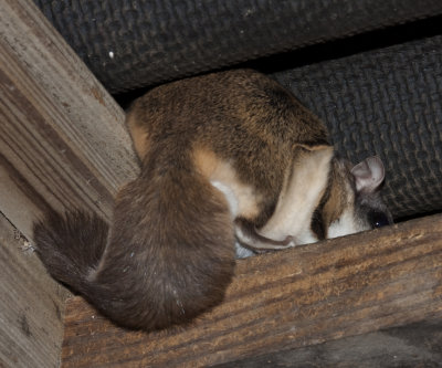 The Flying Squirrel's bushy little tail! :-) 
