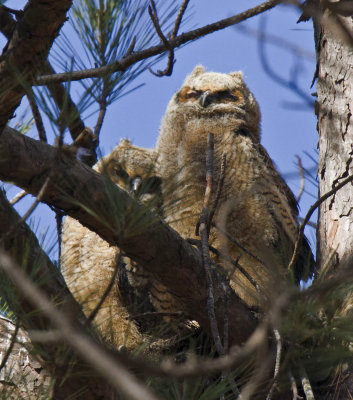 Great Horned Owl owlets