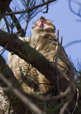 Baby Great Horned Owl .....  Yawning...
