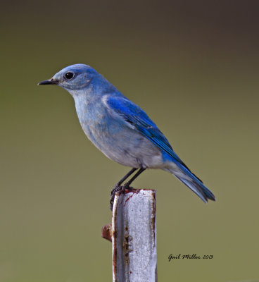 Mountain Bluebird at Oppelo, AR