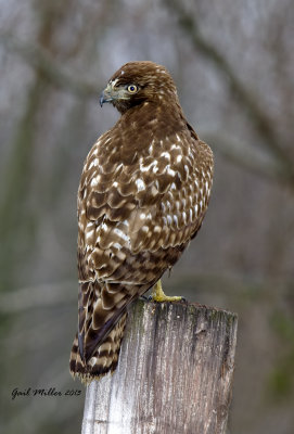 Harlan's Red-tailed Hawk 