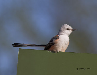 Scissor-tailed Flycatcher sitting on the 'for sale' sign. 