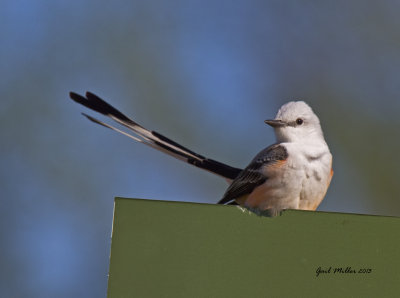 Scissor-tailed Flycatcher sitting on the 'for sale' sign. 