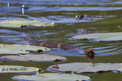 I THINK this is a Banded Water Snake.  Didn't get out of my SUV for this shot either :-) 