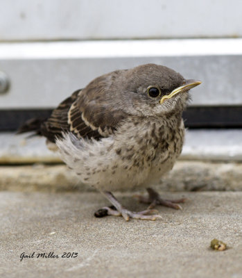 I saw this little Mockingbird baby as I was driving through Starbucks.  I guess most folks would have whipped out their cell phone to get its picture .... I whipped out my 300mm lens :-) 
