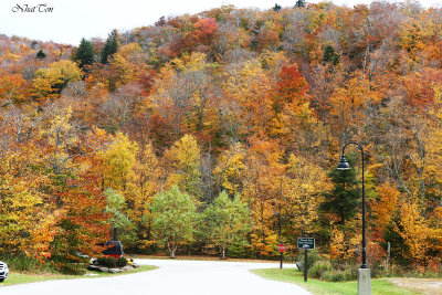 Fall Foliage 4