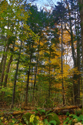 Fall Foliage 8