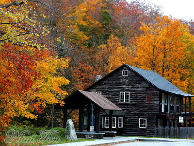 Fall Foliage 12