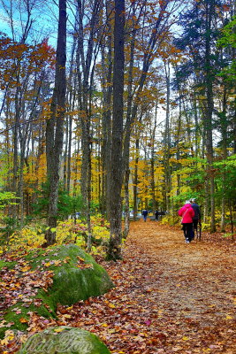Fall Foliage 13