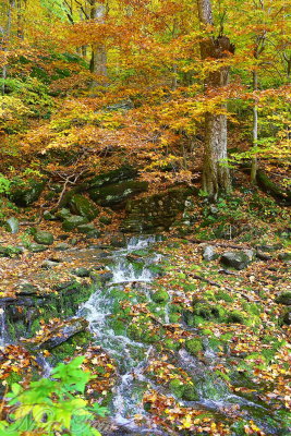 Fall Foliage 14