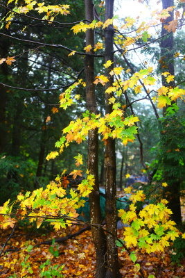 Fall Foliage 15