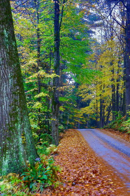 Fall Foliage 16