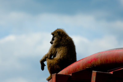 Wild Animal Safari