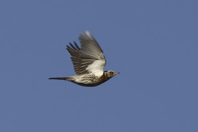 Björktrast (Turdus pilaris) Fieldfare