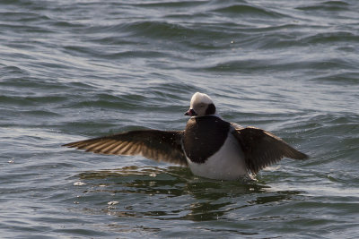 Alfgel (Clangula hyemalis) Long-tailed Duck