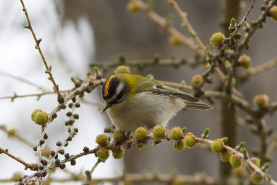 Brandkronad kungsfgel (Regulus ignicapilla) Firecrest