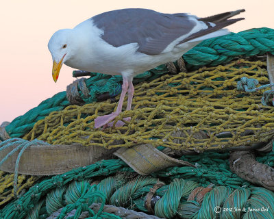 Seagull on nets, Newport, OR