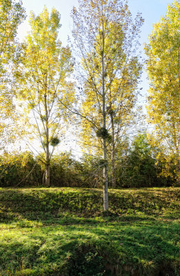 Marne River Bank