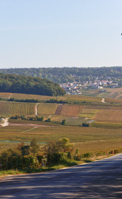 Hautvillers Vineyard