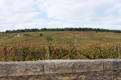 Romanee Conti Vineyards