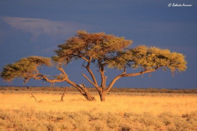 canon namibia 2009 dicembre0015.jpg