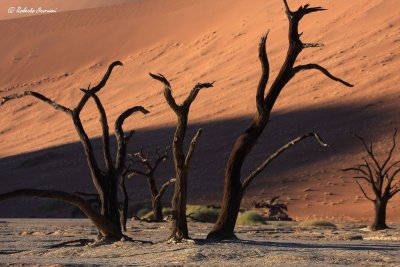 canon namibia 2009 dicembre0708.jpg