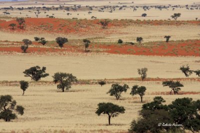 canon namibia 2009 maggio 0058.jpg