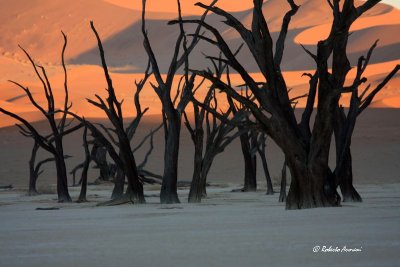 canon namibia 2010 novembre 0673.jpg