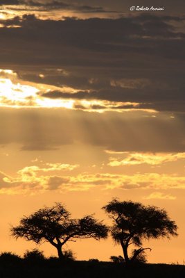 canon namibia 2012 gennaio0066.jpg