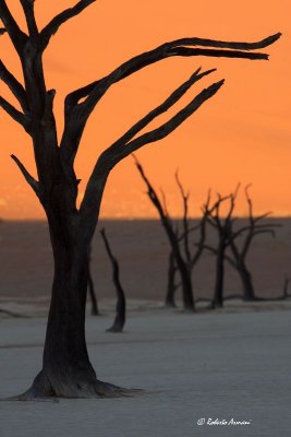 canon namibia 2010 novembre 0702.jpg