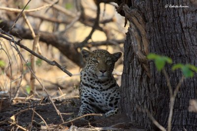 canon botswana 2012 settembre0286.jpg